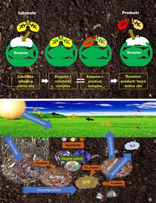 Using enzyme activities as an indicator of soil fertility in grassland - an academic dilemma